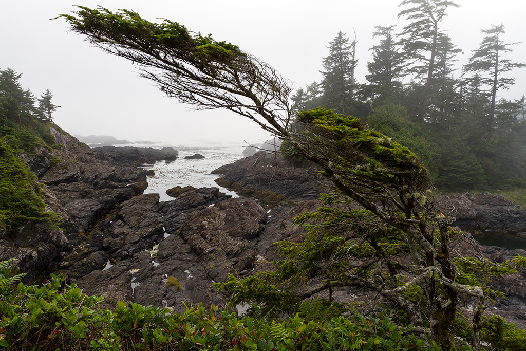 09-18 - 08.jpg - Wild Pacific Trail, Vancouver Island, BC